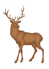 Vector image of a red deer. Isolated on a white background.