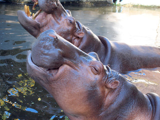 smiling portrait of a large adult male hippo at the zoo