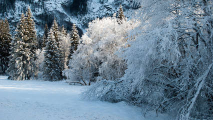 the ice in the woods