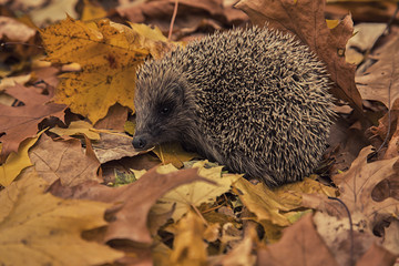 Eastern European white – breasted hedgehog ( erinaceus concolor), autumn leaves