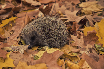 Eastern European white – breasted hedgehog ( erinaceus concolor), autumn leaves, autumn season © miammaria
