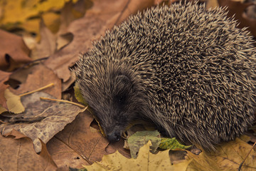 Eastern European white – breasted hedgehog ( erinaceus concolor), autumn leaves, autumn season © miammaria