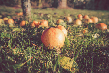 Autumn apples on the ground in autumn
