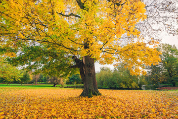 Large tree in a park in autumn