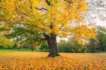 Papier Peint photo Lavable Automne Large tree in a park in autumn