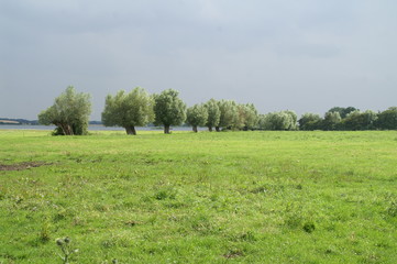 Fototapeta premium Grüne Wiese