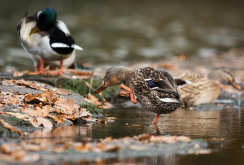 Mallard, Duck, Ducks, Anas platyrhynchos