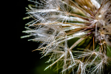 Fototapeta premium Fleur de pissenlit en graines