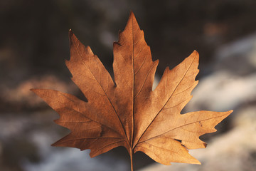 Naklejka na ściany i meble Autumn leaf during the season.