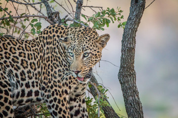 Leopard looking out of a tree.