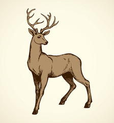 Young deer antlered. Vector drawing