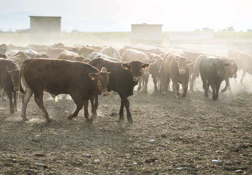 Bulls in a farm