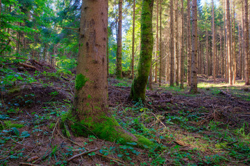 Spruce forest, Slovenia