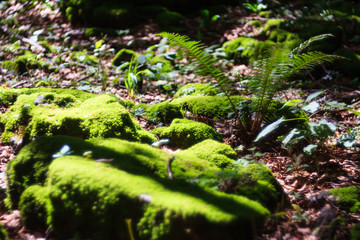 Moss and fence in the woodland