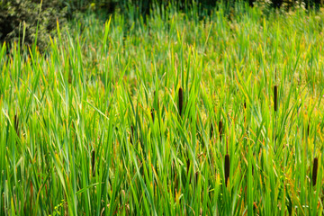 View of the Typha latifolia