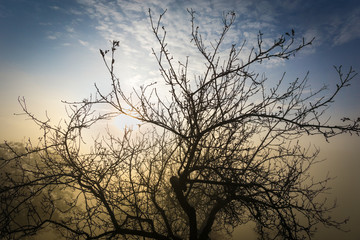 Baum im Nebel am Morgen