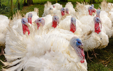 Federvieh-weiße Truthähne für einen Braten zu  Thanksgiving  © prophoto24