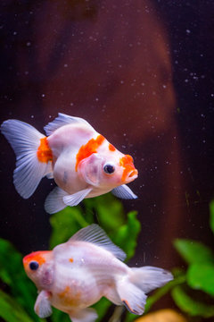 Small Golden Fishes in a Freshwater Aquarium, Vertical View