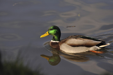 Утки на пруду в солнечную погоду