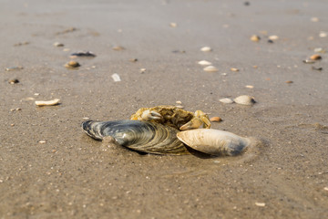 Taschenkrebs am Strand