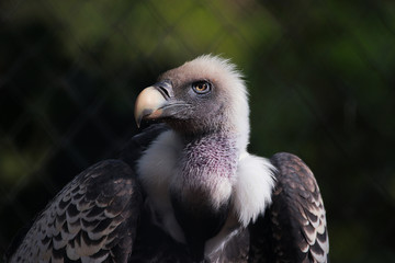 Rapace