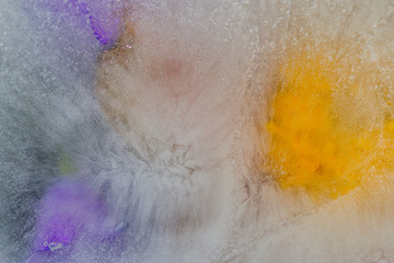 Fototapeta premium Les fleurs sous la glace