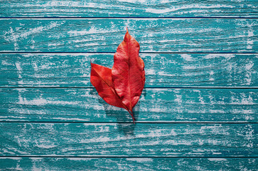 Two red leaves on old wood blue background