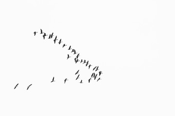 flock of birds migrate to warmer climes / black and white photo in retro style