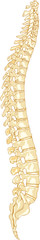 Human Anatomy Spine System