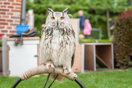 Portrait of an Eagle owl with distinctive appearance. Biggest ow