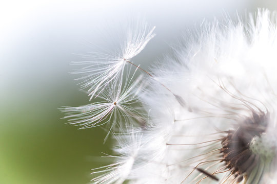 Beautiful white fluffy dandelion closeup  seeds,