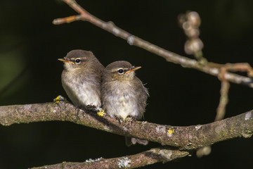 Dorngrasmücke (Sylvia communis)