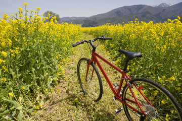 Fototapeta na wymiar 赤い自転車と菜の花