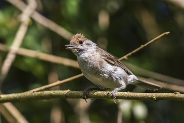 Dorngrasmücke (Sylvia communis)