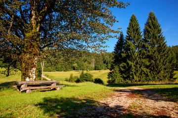 Grass and trees Kočevski Rog or Kočevje Rog