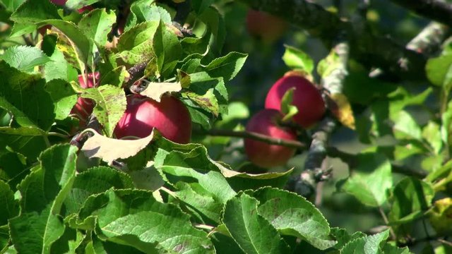 Apfelbaum mit Fr&uuml;chten