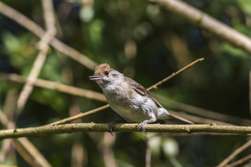 Dorngrasmücke (Sylvia communis)
