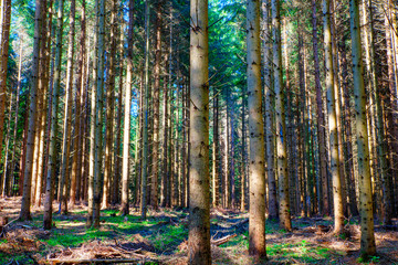 Fototapeta premium Spruce forest, Slovenia