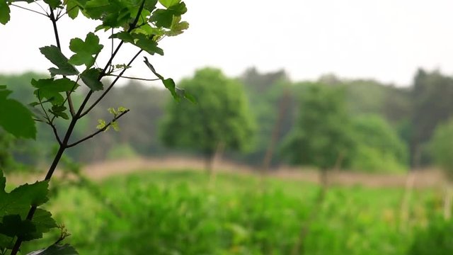 Branches moving in the wind in the background two trees