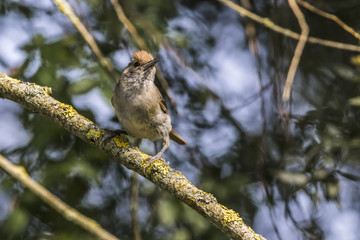Dorngrasmücke (Sylvia communis)