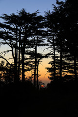 Sunset among Cedars, Lebanon