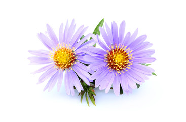 Purple asters isolated.