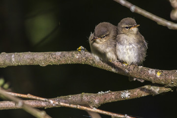 Dorngrasmücke (Sylvia communis)