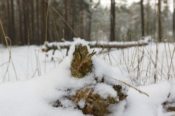 winter in the forest