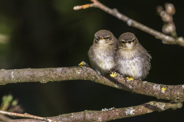 Dorngrasmücke (Sylvia communis)