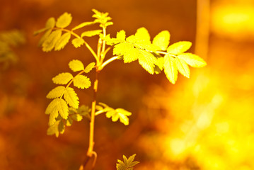 Young rowan in a sunlight