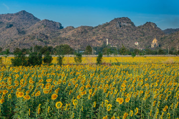 Fototapeta premium Sunflowers