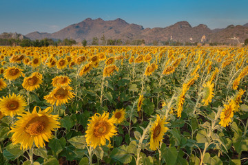 Obraz premium Sunflowers