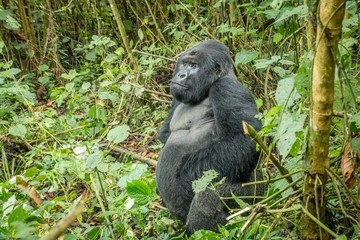 Naklejka premium Silverback Mountain gorilla sitting in the forest.