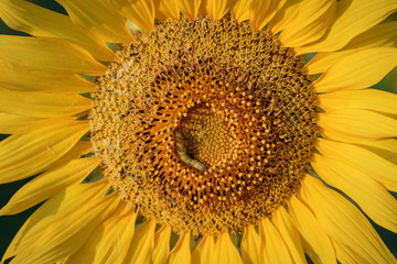 Naklejka premium Sunflowers